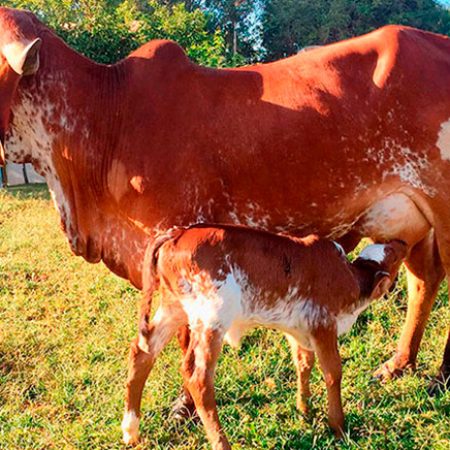 Duna-Fiv-do-Capitãoo