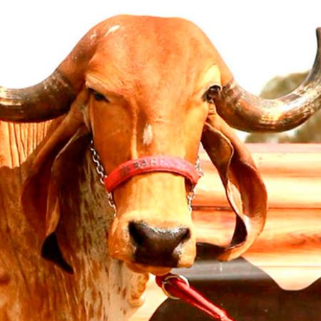 Esmeralda-Barrosão-ASBF-27