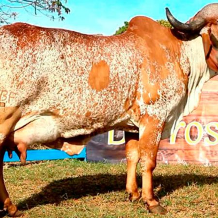 Freira-Barrosão-ASBF-39