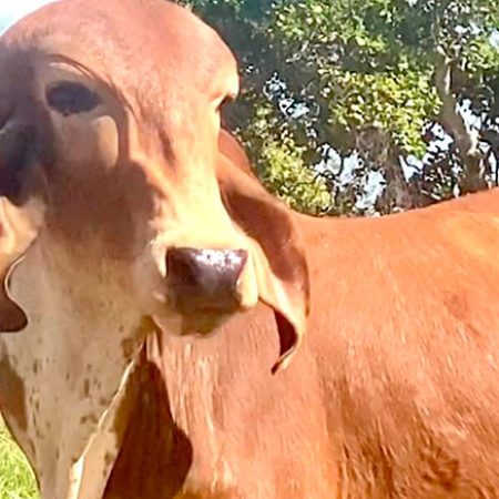 Jamelão-Barrosão-ASBF-106