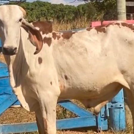 Juah-Barrosão-ASBF-117